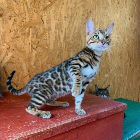 Ombradiluna Allevamento Gatti Main Coon e Bengala