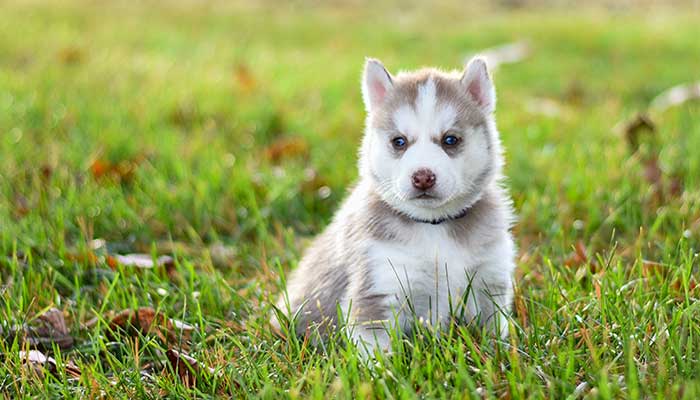 Come educare un cucciolo di cane: consigli e suggerimenti