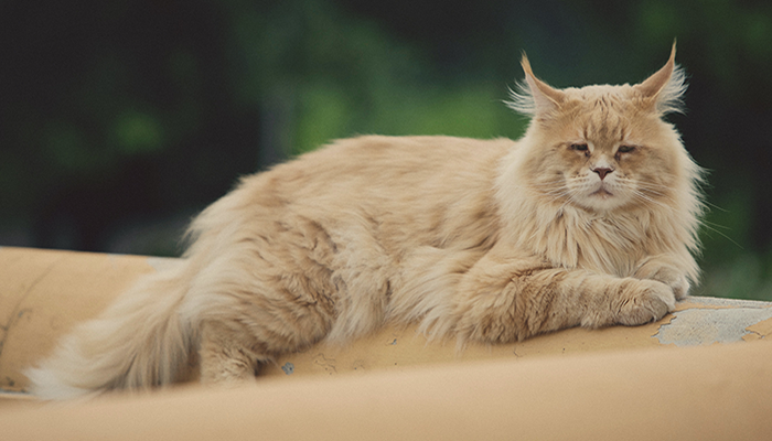 Gatto Maine Coon