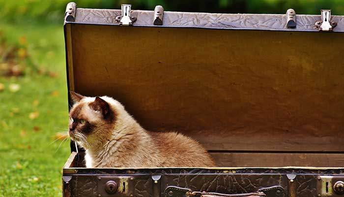 Gatto in viaggio oppure a casa: cosa è meglio?