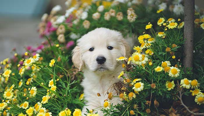 Cani in primavera: come affrontare questa stagione