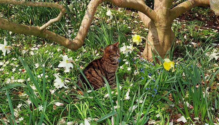 Il benessere del gatto in primavera