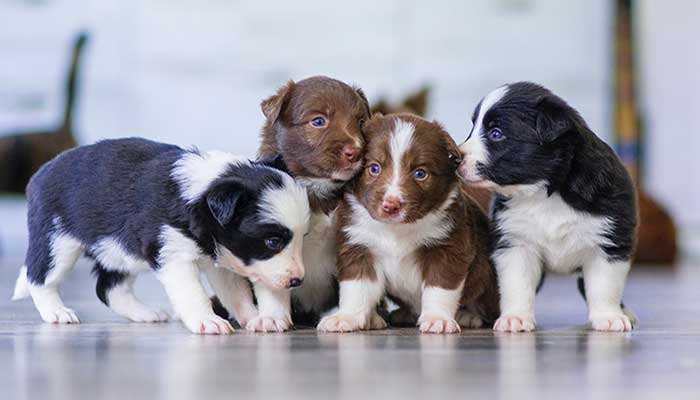 La nascita dei cuccioli di cane