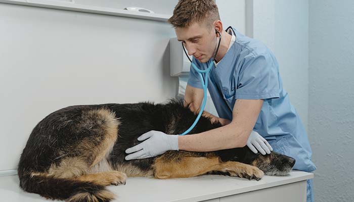 Avvelenamento del cane - Come intervenire tempestivamente