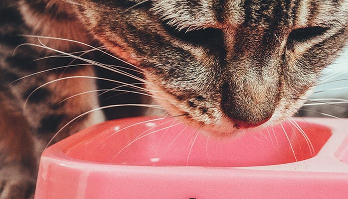 Le allergie alimentari nel gatto: come affrontarle