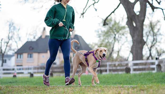 Sport per cani: come allenarti con il tuo amico a quattro zampe