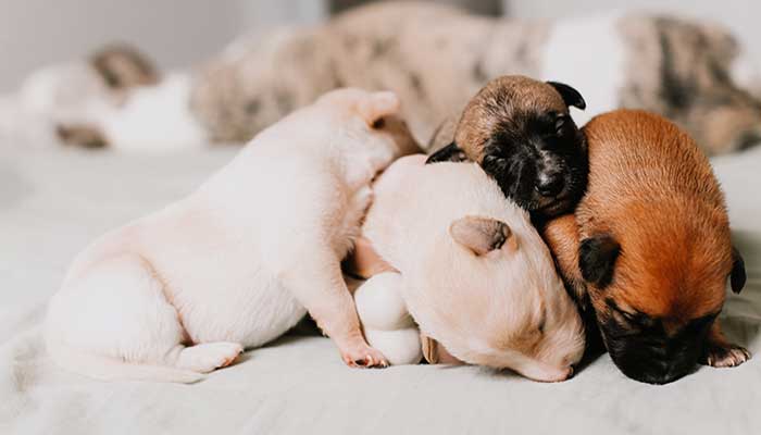 Cuccioli di allevamento o del canile