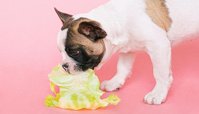 Alimentazione vegetariana per cani